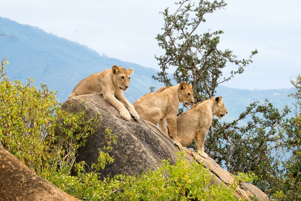 parc tsavo au Kenya