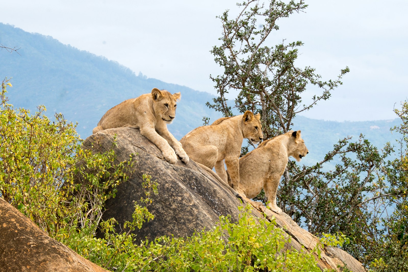 à la découverte du parc tsavo : safari et biodiversité en terre kenyane