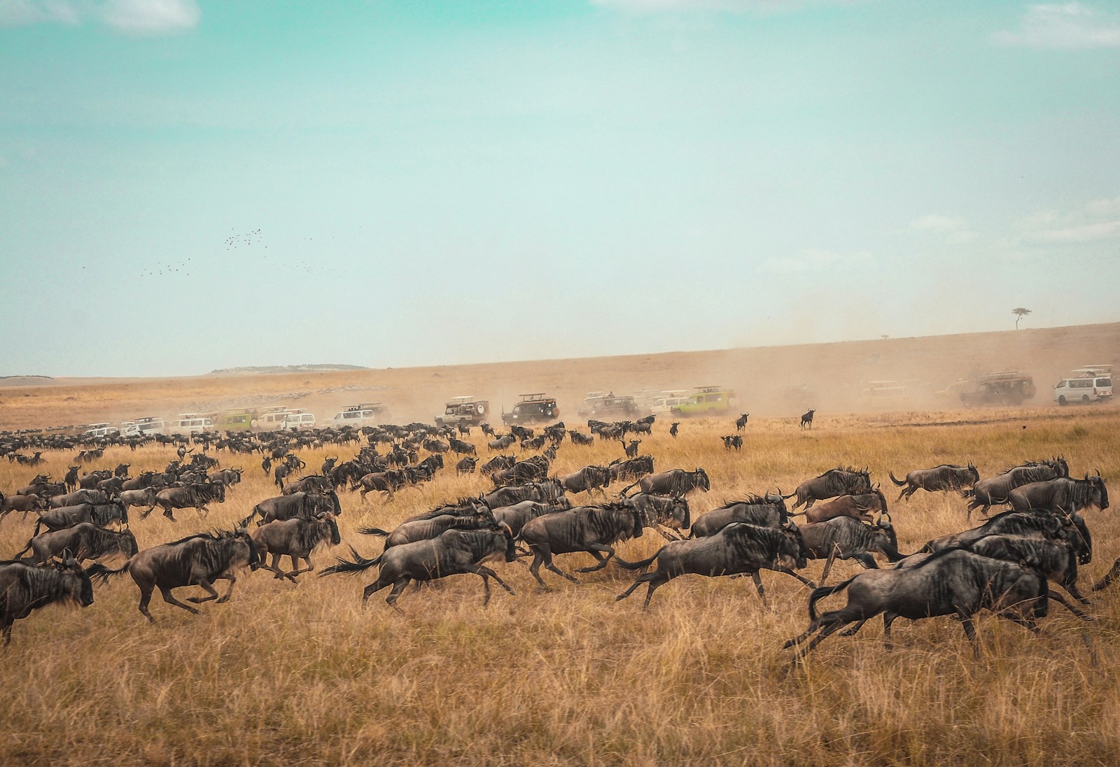 À la conquête de la faune sauvage : safari au Kenya