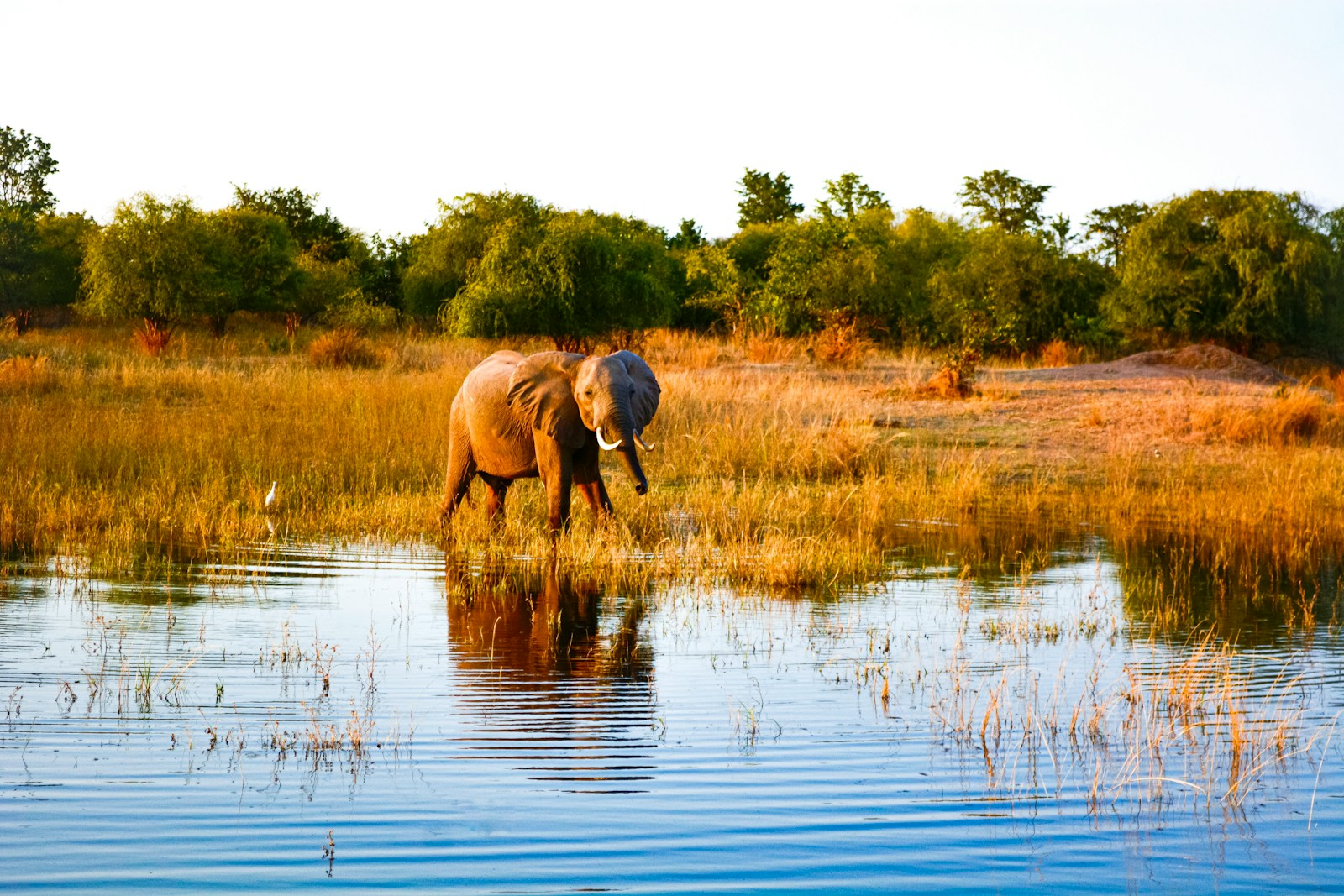 Les secrets d’un safari réussi au Zimbabwe