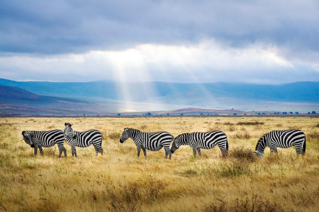 safari en Tanzanie