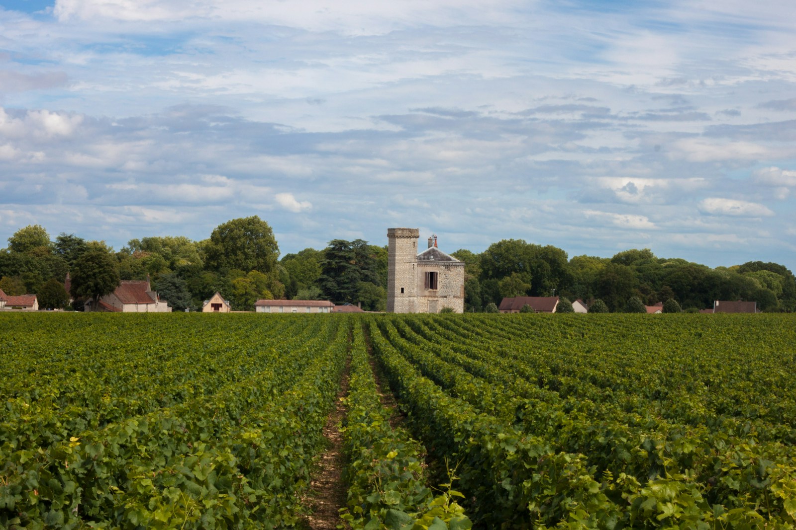 L’aventure à vélo sur la route des vins en Bourgogne : dégustation et découverte